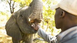 Światowy Dzień Słonia Film, LIFESTYLE - Z okazji Światowego Dnia Słonia, przypadającego w piątek, 12 sierpnia, Nat Geo Wild wyemituje dwa programy dokumentalne poświęcone tym największym lądowym ssakom na Ziemi.