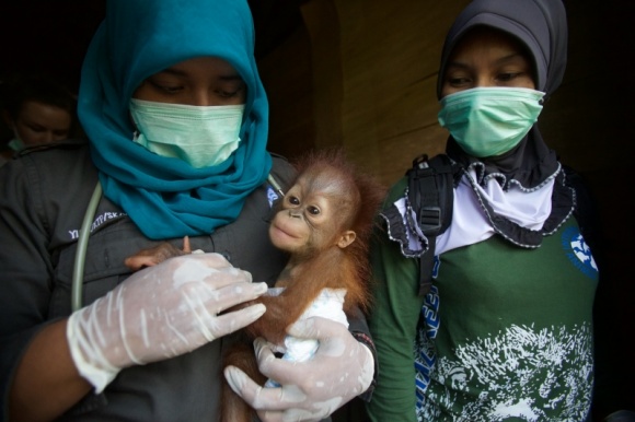 Ocalić orangutany Film, LIFESTYLE - Nat Geo Wild zaprasza w podróż do tropikalnego Borneo, gdzie biolog i fotograf Tim Laman, przyglądając się żyjącym na wolności orangutanom, szuka sposobów na ocalenie ich malejącej populacji.