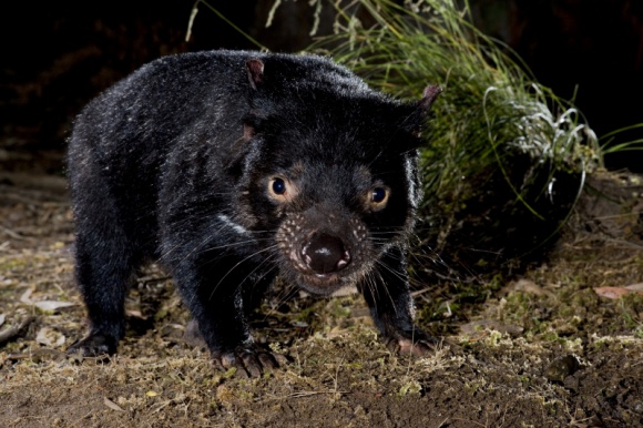 Prawdziwa historia diabła tasmańskiego Film, LIFESTYLE - ?Diabeł tasmański: historia prawdziwa? - premiera w sobotę 31 grudnia o godz. 18:00 na kanale Nat Geo Wild.