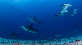 Sekrety podwodnego królestwa rekinów Film, LIFESTYLE - Badacze National Geographic wyruszają w podróż przez bajeczne Galapagos, by dotrzeć tam, gdzie do tej pory było niewielu.?Arcytrudna misja: dzikie Galapagos? - premiera w sobotę 25 lutego o godz. 18:00 na Nat Geo Wild.