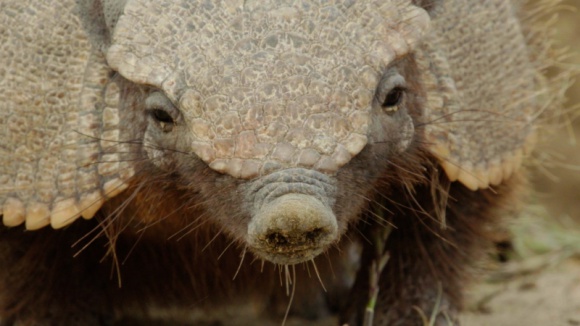 Podróż przez ?Dziką Argentynę? w czerwcu na antenie Nat Geo Wild