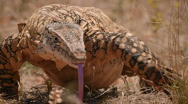 "Tydzień potwornickich" na Nat Geo Wild Film, LIFESTYLE - Nat Geo Wild zaprasza na spotkania z najgroźniejszymi drapieżcami na świecie.