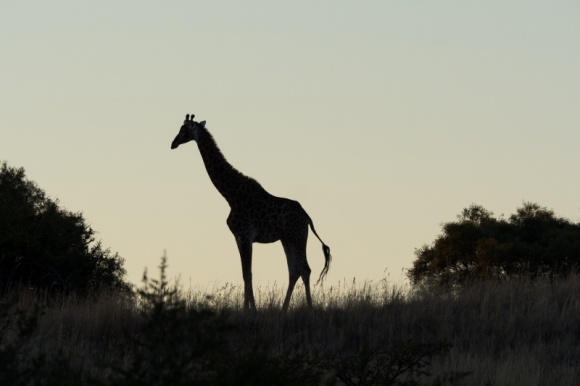 Żyrafy w niebezpieczeństwie Film, LIFESTYLE - Nat Geo Wild zaprasza na program ukazujący ekstremalną sytuację najwyższych zwierząt na naszej planecie i konsekwencje ich cichego wymierania w naszym szybko zmieniającym się świecie.