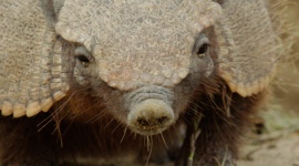 Podróż przez "Dziką Argentynę" z Nat Geo Wild Film, LIFESTYLE - ?Dzika Argentyna? ? premiery w niedziele od 4 czerwca o godz. 18:00 na Nat Geo Wild.