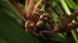 Nat Geo Wild prezentuje najgroźniejsze zwierzęta Australii Film, LIFESTYLE - Nat Geo Wild zaprasza na spotkania z najniebezpieczniejszymi zwierzętami, zamieszkującymi północne tereny Australii.
