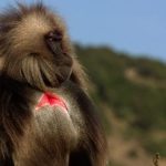 Nat Geo Wild odsłania tajemnice afrykańskich dżelad