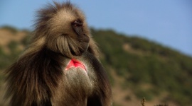 Nat Geo Wild odsłania tajemnice afrykańskich dżelad