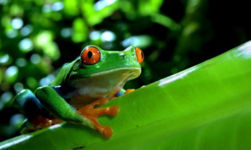 ?Jeden dzień z życia przyrody?. Wyjątkowa seria dokumentalna w jakości HD