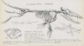 Tajemnice wymarłych olbrzymów Film, LIFESTYLE - Po wyginięciu dinozaurów Ziemię zamieszkiwały inne, równie dziwne, ogromne zwierzęta.