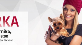 ?Dzień Yorka? w Zielonych Arkadach Hobby, LIFESTYLE - Są dziarskie, zuchwałe i niezwykle urocze, a 20 października będą obchodziły swoje święto.