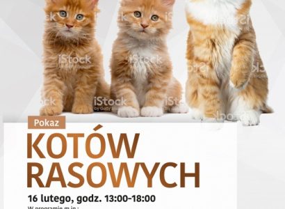 Kocie piękności po raz czwarty zawitają do Zielonych Arkad