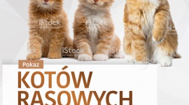 Kocie piękności po raz czwarty zawitają do Zielonych Arkad Hobby, LIFESTYLE - Kryją w sobie wiele tajemnic i są świetnymi kompanami do zabaw